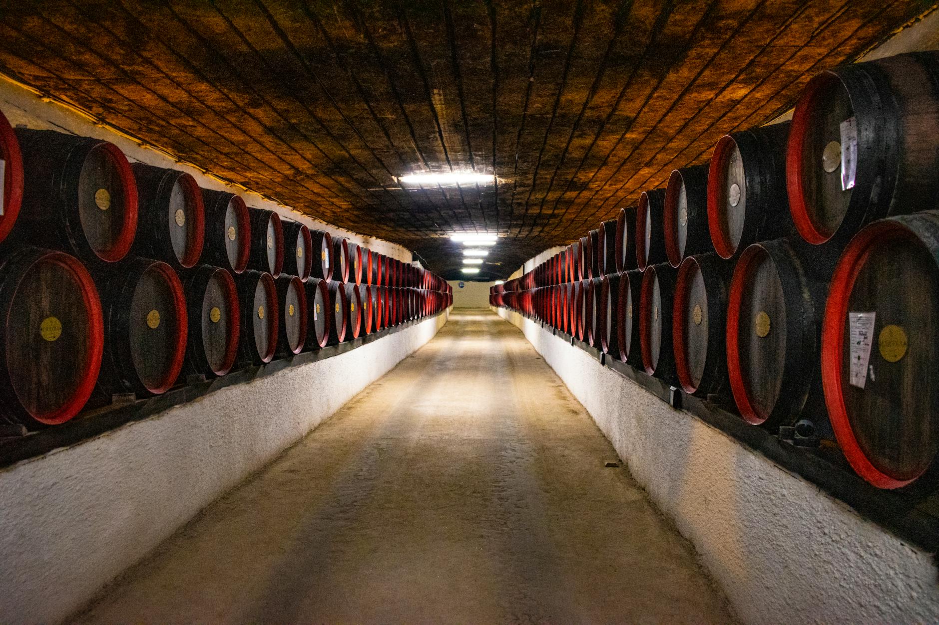 Rows of French oak barriques aging wine.