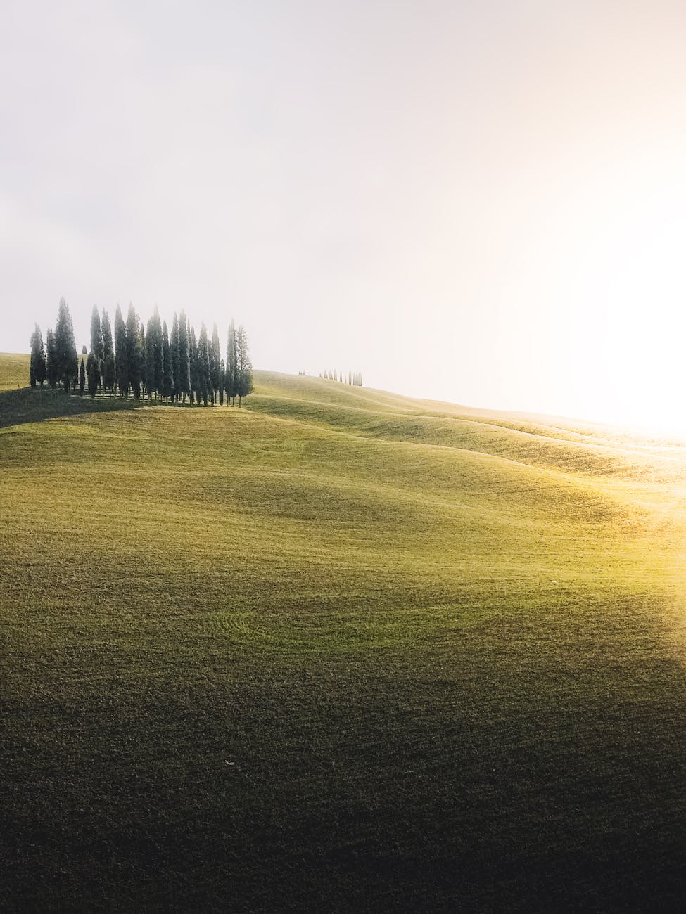 Rolling Tuscan vineyard landscape with cypress trees and a medieval village in the distance