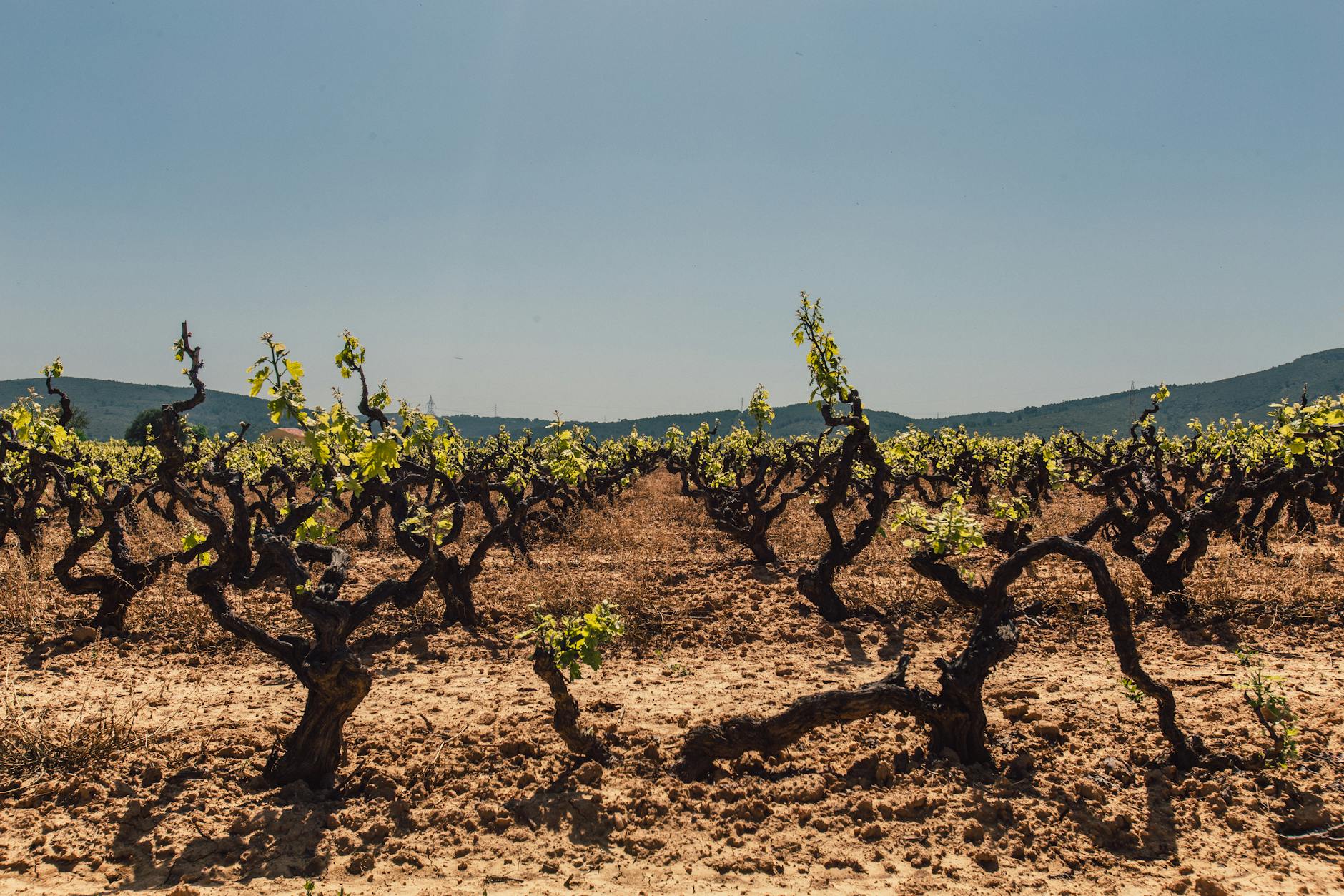Close-up of stony, rocky soil in a vineyard, with visible vine roots reaching into the earth.